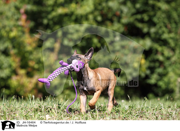 Malinois Welpe / Malinois Puppy / JH-16464