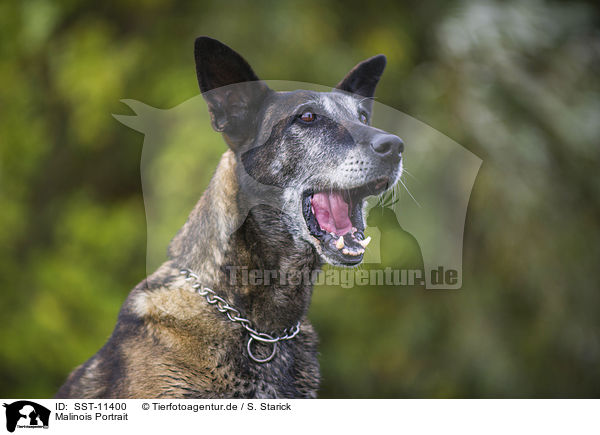 Malinois Portrait / SST-11400