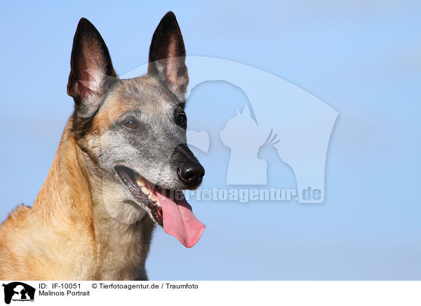 Malinois Portrait / Malinois Portrait / IF-10051