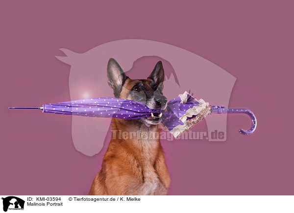 Malinois Portrait / Malinois Portrait / KMI-03594