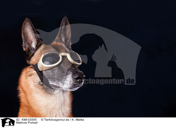 Malinois Portrait / Malinois Portrait / KMI-03595