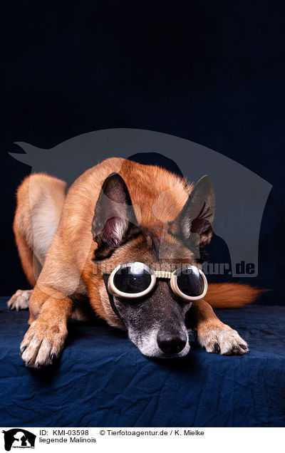 liegende Malinois / KMI-03598