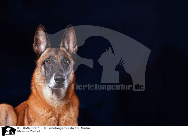 Malinois Portrait / Malinois Portrait / KMI-03607