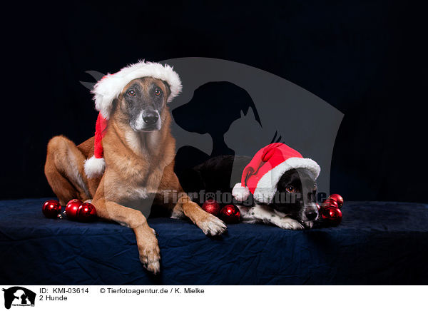 2 Hunde / 2 dogs / KMI-03614
