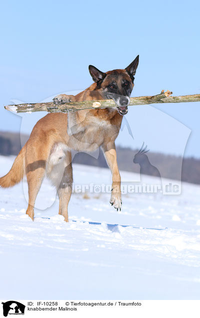 knabbernder Malinois / gnawing Malinois / IF-10258