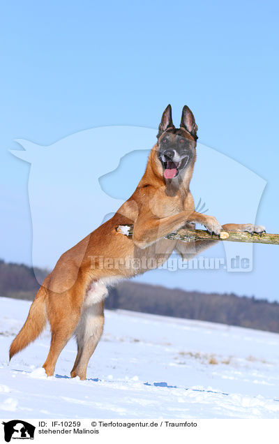 stehender Malinois / standing Malinois / IF-10259