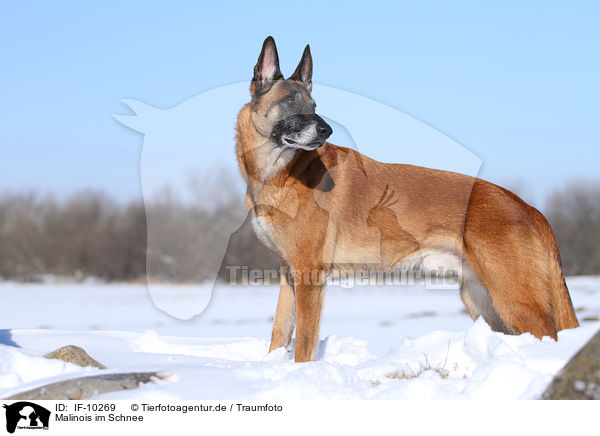 Malinois im Schnee / Malinois in snow / IF-10269