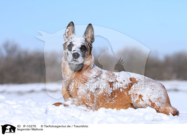 liegender Malinois / lying Malinois / IF-10276