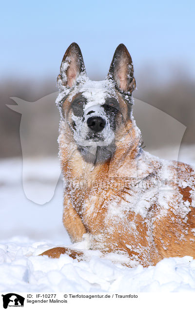 liegender Malinois / lying Malinois / IF-10277