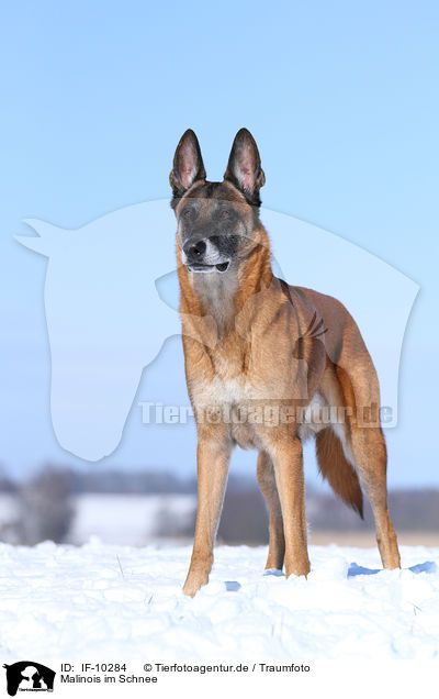 Malinois im Schnee / Malinois in snow / IF-10284