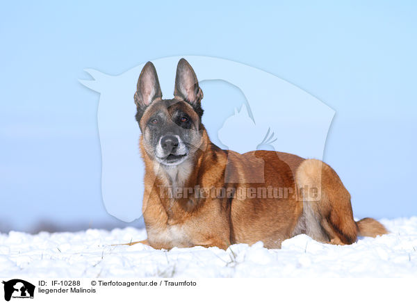 liegender Malinois / IF-10288