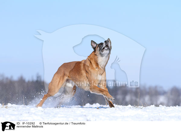 rennender Malinois / running Malinois / IF-10292