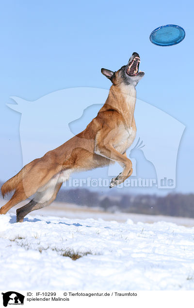 spielender Malinois / IF-10299