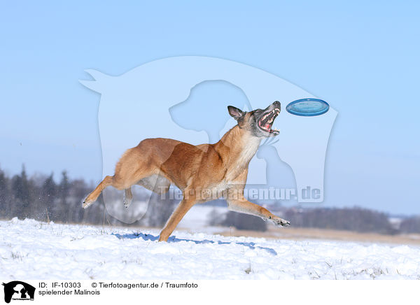 spielender Malinois / playing Malinois / IF-10303