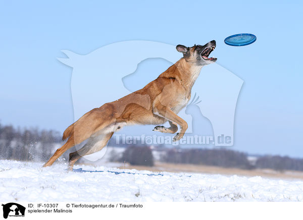 spielender Malinois / playing Malinois / IF-10307