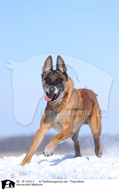 rennender Malinois / running Malinois / IF-10311