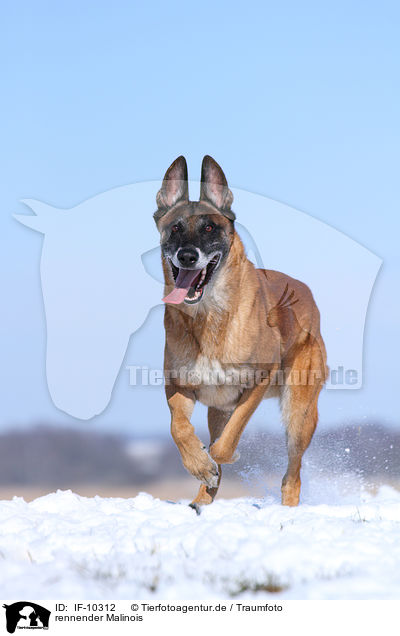 rennender Malinois / running Malinois / IF-10312