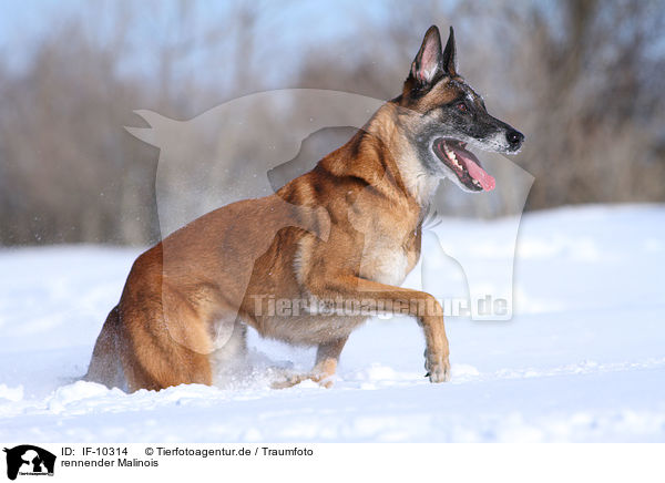 rennender Malinois / running Malinois / IF-10314