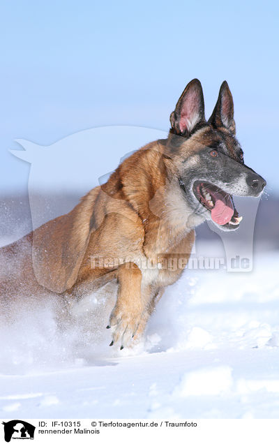 rennender Malinois / running Malinois / IF-10315