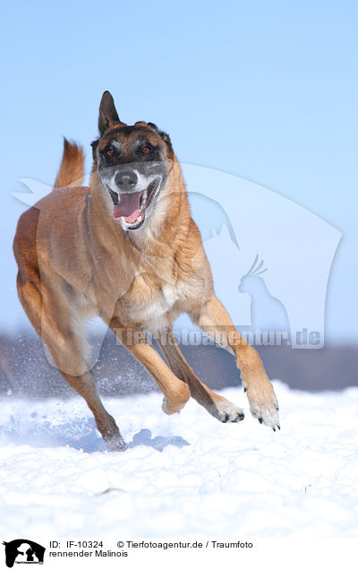 rennender Malinois / IF-10324