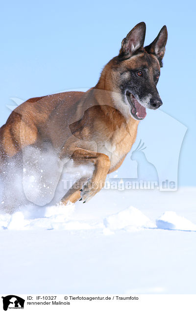rennender Malinois / running Malinois / IF-10327