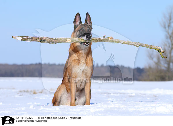 apportierender Malinois / retrieving Malinois / IF-10329