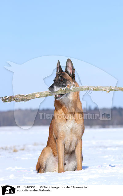 apportierender Malinois / retrieving Malinois / IF-10331