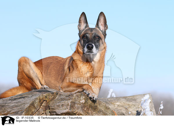 liegender Malinois / lying Malinois / IF-10335