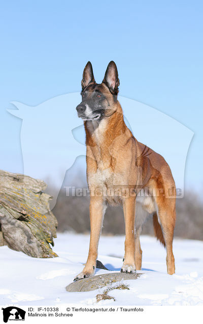 Malinois im Schnee / Malinois in snow / IF-10338