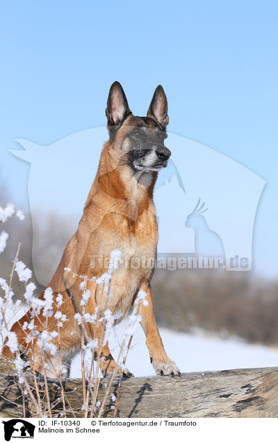 Malinois im Schnee / Malinois in snow / IF-10340