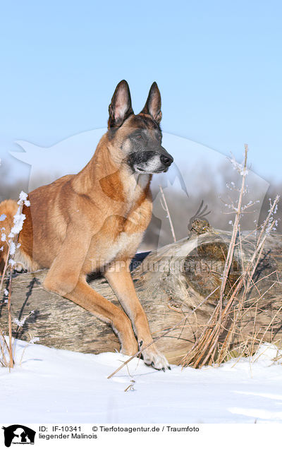 liegender Malinois / lying Malinois / IF-10341