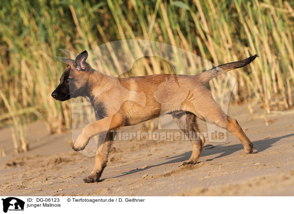 junger Malinois / DG-06123