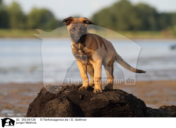 junger Malinois / DG-06126
