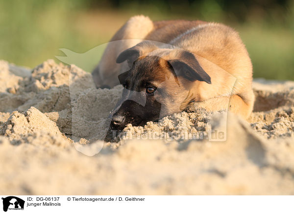 junger Malinois / young Malinois / DG-06137