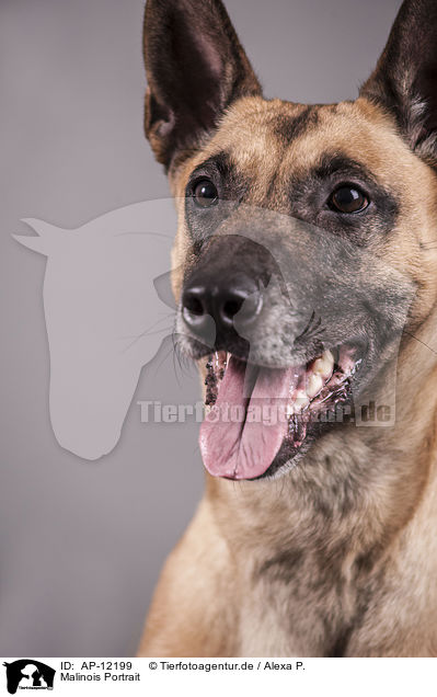 Malinois Portrait / AP-12199