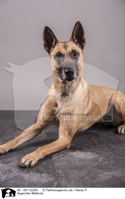 liegender Malinois / AP-12200