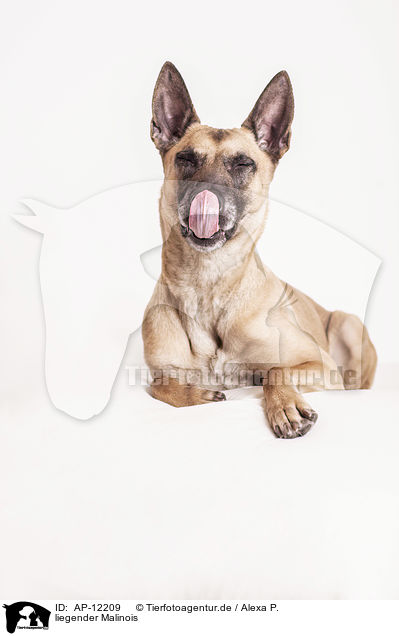 liegender Malinois / lying Malinois / AP-12209