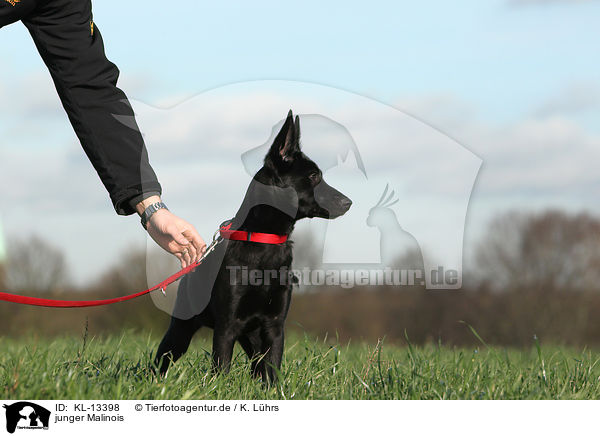 junger Malinois / young Malinois / KL-13398