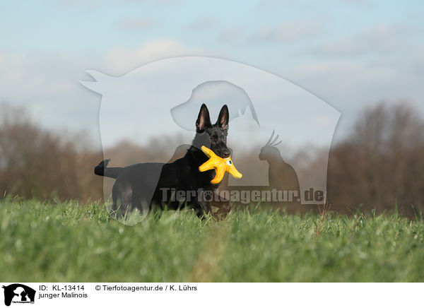 junger Malinois / young Malinois / KL-13414