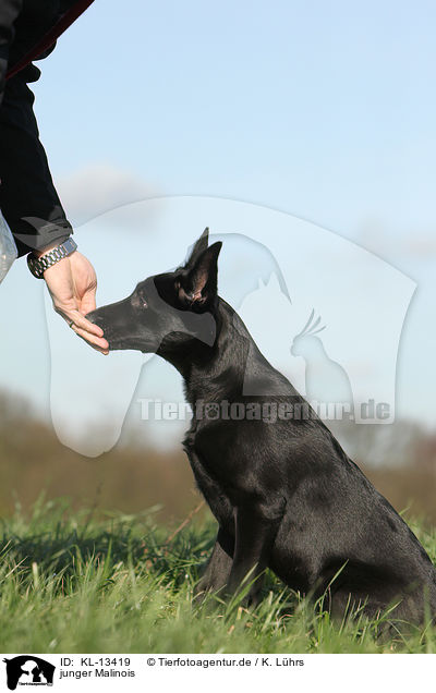 junger Malinois / young Malinois / KL-13419