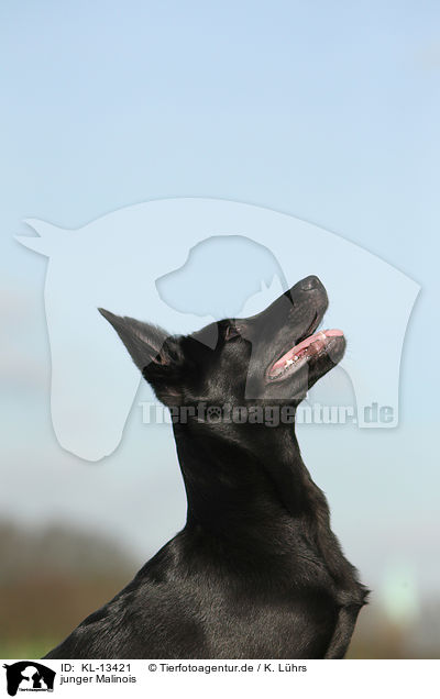 junger Malinois / young Malinois / KL-13421