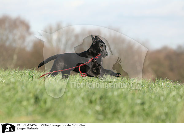 junger Malinois / KL-13424