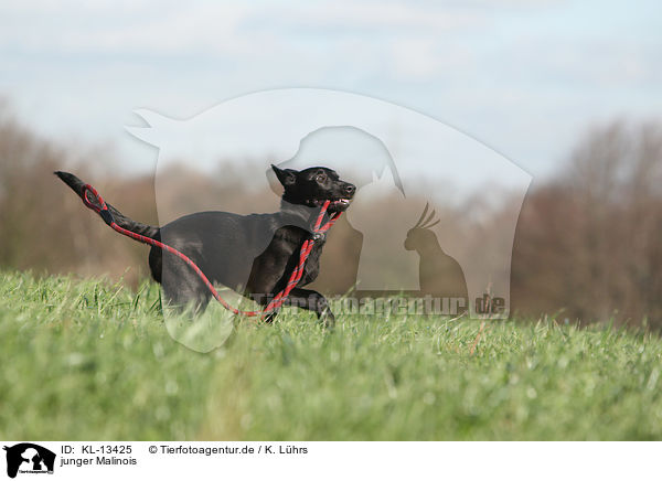 junger Malinois / KL-13425