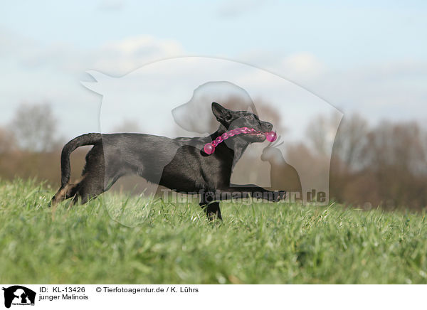 junger Malinois / young Malinois / KL-13426
