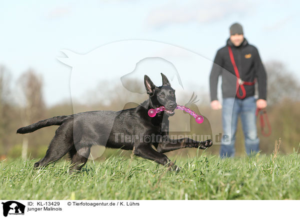 junger Malinois / young Malinois / KL-13429