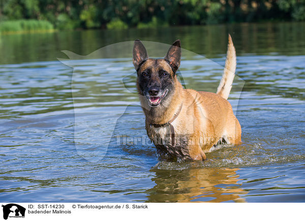 badender Malinois / bathing Malinois / SST-14230
