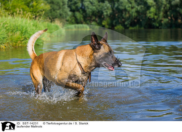 laufender Malinois / SST-14231
