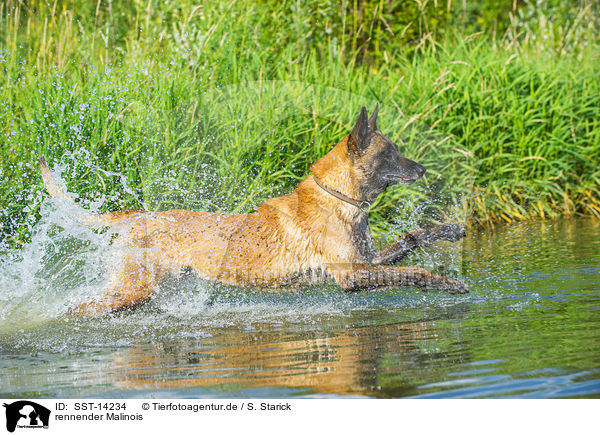 rennender Malinois / SST-14234