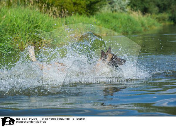 planschender Malinois / SST-14236