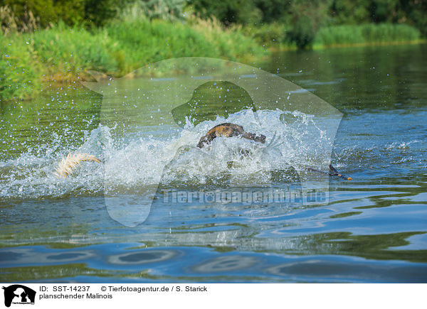 planschender Malinois / SST-14237